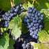 GreenboutiQ Blue Grape Vine - 2 Plants, 50cm, 15cm Pot Bild 4