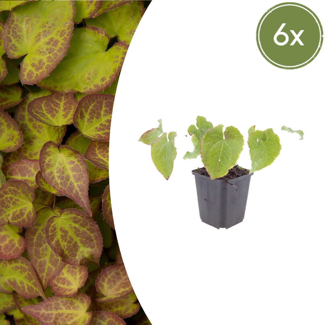 6x Epimedium perralc. 'Frohnleiten' - ↕10-25cm - Ø9cm