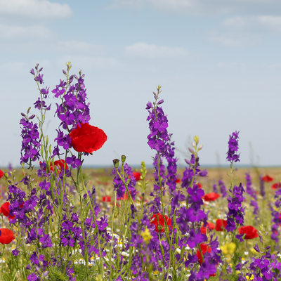 Wildblumen-Samen: 100g für Bienen & Artenvielfalt