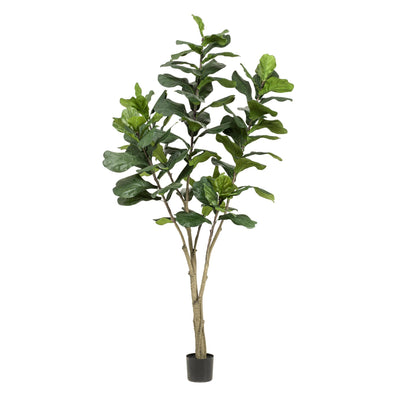 Kunstpflanze Ficus Lyrata Tabaksplant, 210cm: Echt und pflegeleicht