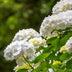 GreenboutiQ - Hortensie - Hydrangea macrophylla Weiß - Blüte Weiß  - 3 Pflanzen - 1 m2 - Laubabwerfend - Wenig Pflege - Topf 17cm Höhe 30cm Bild 1