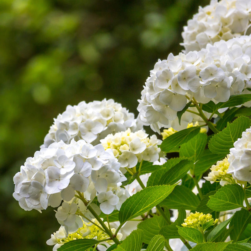 GreenboutiQ - Hortensie - Hydrangea macrophylla Weiß - Blüte Weiß  - 3 Pflanzen - 1 m2 - Laubabwerfend - Wenig Pflege - Topf 17cm Höhe 30cm