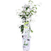 Trachelospermum 'Star of Venice' – Sternjasmin, Ø15cm, ↕65cm Bild 4
