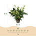 GreenboutiQ - Terrassenpflanze - Skimmia japonica Finchy - Blüte Weiß - 10+ Blüten - 2 Pflanzen - Winterhart - Topf 10,5cm Höhe 25cm Bild 3