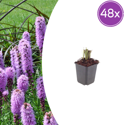 48x Prachtscharte (Liatris spicata) - 10-25cm - Ø9cm