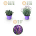 Lavendel Munstead: Violett, Winterhart, Duftend - Topf 12cm Bild 4