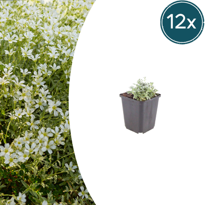 12x Kriechendes Gänseblümchen (Cerastium tomentosum) - Ø9cm