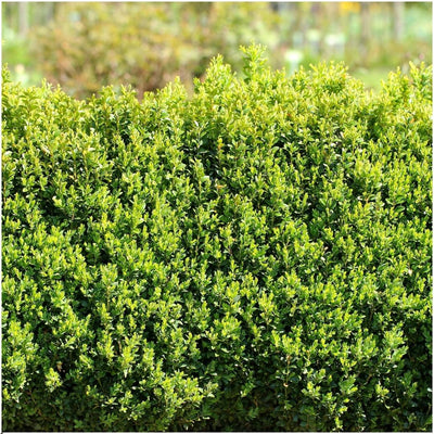 Buchsbaum Heckenpflanze Buxus Sempervirens 20cm hoch, 6er Pack