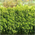 Buchsbaum Heckenpflanze Buxus Sempervirens 20cm hoch, 6er Pack Bild 2