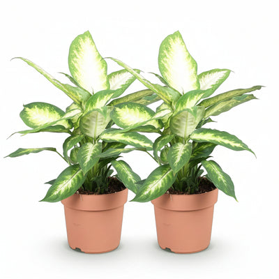 Dieffenbachia Camilla: 2 pflegeleichte Pflanzen im 17cm Topf