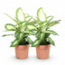 Dieffenbachia Camilla: 2 pflegeleichte Pflanzen im 17cm Topf Bild 2