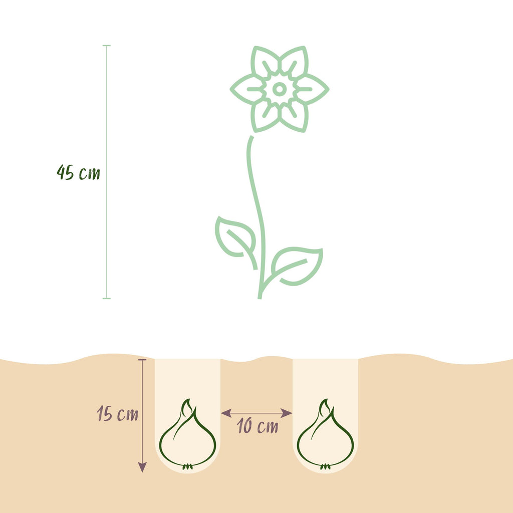 GreenboutiQ - Blumenzwiebeln - Narzisse Tete-A-Tete - Bulbs Hardy Perennial - Farbe Gelb - 25 Stück - Zwiebelgröße 10/11 - XXL Pack