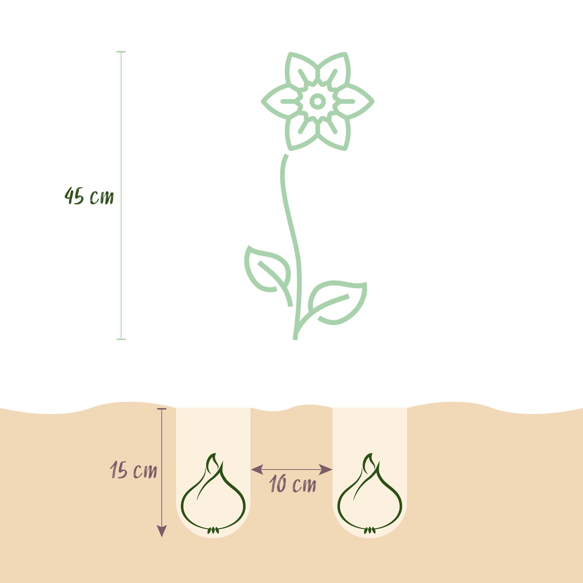 GreenboutiQ - Blumenzwiebeln - Narzisse Tete-A-Tete - Bulbs Hardy Perennial - Farbe Gelb - 25 Stück - Zwiebelgröße 10/11 - XXL Pack