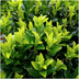 24x Euonymus 'Green Spire' Heckenpflanzen Ø 7cm, ↨ 15cm Bild 6