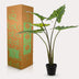 Artificial Plant Alocasia Frydek, 80 cm – Easy-Care & Decorative Bild 5