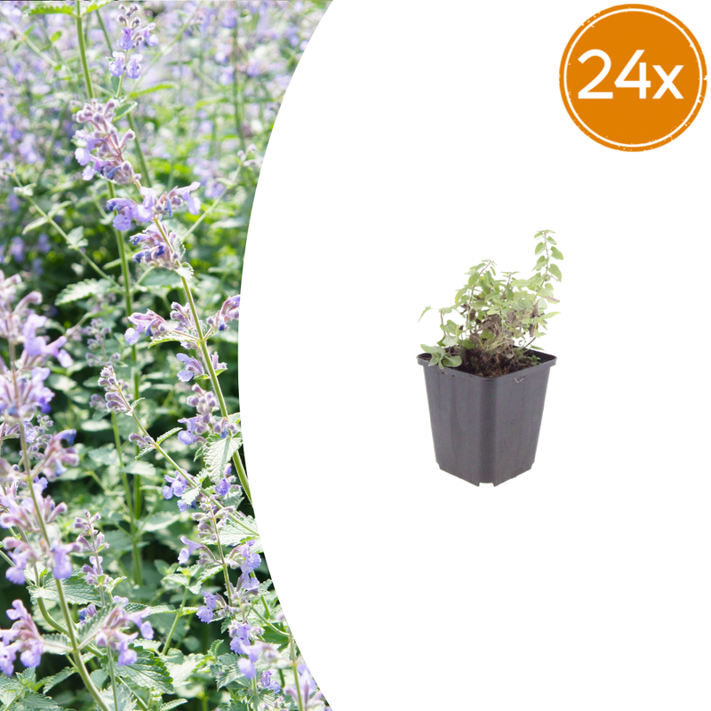 24x Katzenminze (Nepeta faassenii) - 10-25cm, Ø9cm