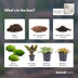 Terrarium Nachfüllpaket mit Calathea lancifolia & Fittonias Bild 6