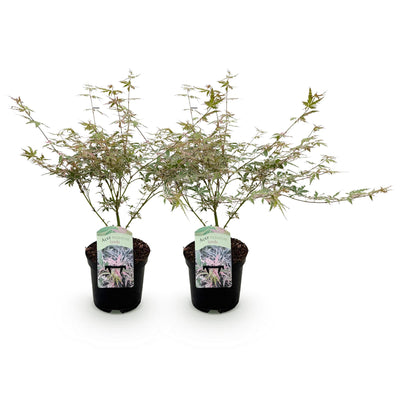 GreenboutiQ Japanischer Ahorn 'Iyoshi' – 2 rosa Pflanzen, 70cm