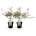 GreenboutiQ Japanischer Ahorn 'Iyoshi' – 2 rosa Pflanzen, 70cm Bild 2