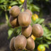 Bio Kiwi 'Jenny' - Selbstbefruchtend, Ø13cm, ↕45cm Bild 5