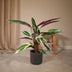 Calathea Triostar – Exotische Zimmerpflanze im Ø19cm Topf, ↕70cm Bild 5