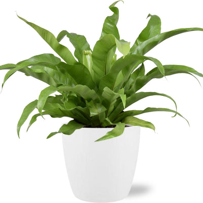 Asplenium Antiquum - Ø17cm - ↕45cm + Pot Brussels D18x17cm - Weiß