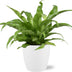 Asplenium Antiquum (Nestfarn) Ø17cm, H45cm + weißer Topf Bild 1