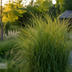 6x Miscanthus sinensis ‚Gracillimus‘ – Elegantes Prachtgras mit anmutig herabhängenden Blättern | Topfgröße 12 cm Bild 4