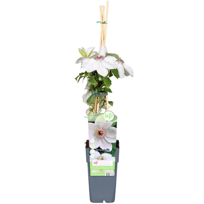 Clematis Miss Bateman, weiße Blüten, Ø15cm Topf, 65cm hoch
