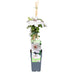 Clematis Miss Bateman, weiße Blüten, Ø15cm Topf, 65cm hoch Bild 1