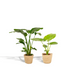 Strelitzia Nicolai & Alocasia Macrorrhiza Set in Selin Basket Bild 1
