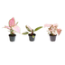 Exklusives Pink & Grün Trio: 3 Zimmerpflanzen im 6,5er Topf Bild 1