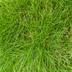 48x Zier-Schwingel 'Festuca gautieri', 10-25cm, 9cm Topf Bild 6