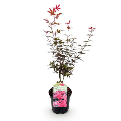 Japanischer Ahorn Skeeters Broom Lila - Balkonpflanze - 70cm