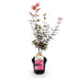 Japanischer Ahorn Skeeters Broom Lila - Balkonpflanze - 70cm Bild 2