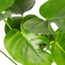 Monstera Deliciosa Tauerii Ø19cm - ↕70 - 90cm Bild 6