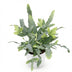 Phlebodium aureum Blue Star: Blaugrüner Farn im 12cm Topf Bild 2