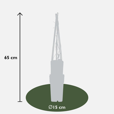 Wildwein 'Engelmannii' - Ø15cm - ↕65cm