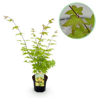 GreenboutiQ Japanischer Ahorn 'Summergold' - Gelb - Topf 19cm, 70cm