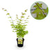 GreenboutiQ Japanischer Ahorn 'Summergold' - Gelb - Topf 19cm, 70cm Bild 1