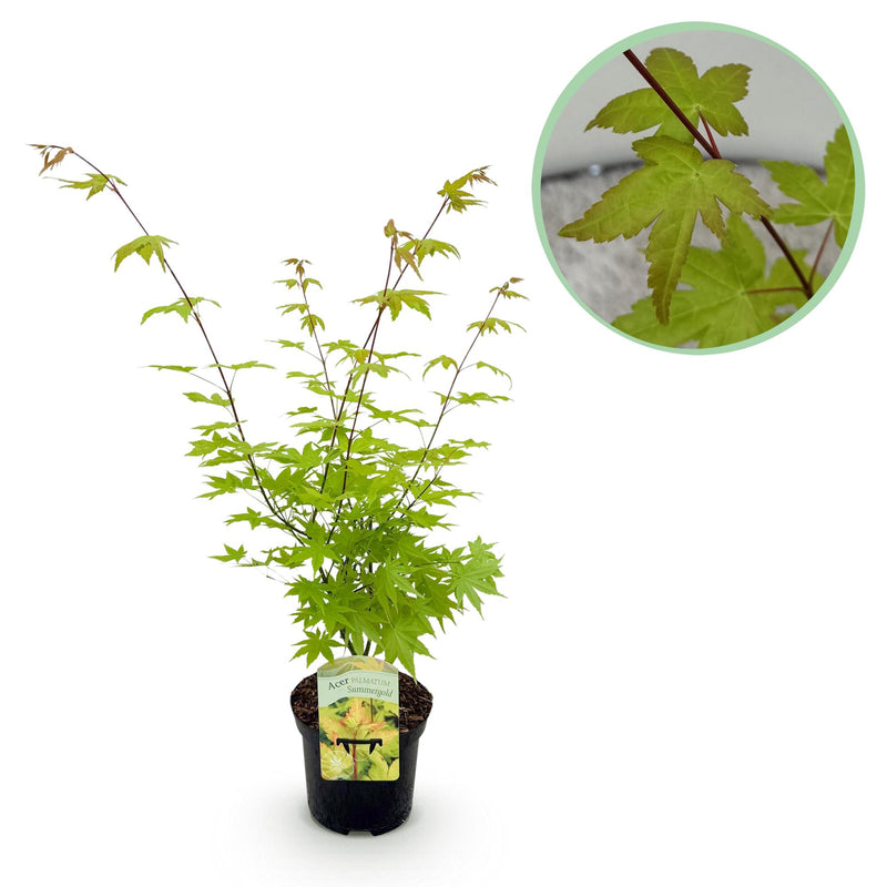 GreenboutiQ Japanischer Ahorn 'Summergold' - Gelb - Topf 19cm, 70cm