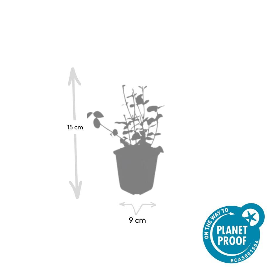 12x Euonymus 'Coloratus' - Bodendecker, winterhart, 10-25cm