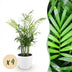 Green boutiQ Goldpalme (Chamaedorea elegans) - 4 Pflanzen, Topf 12cm Bild 1