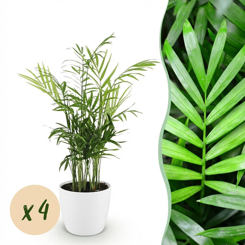 Green boutiQ Goldpalme (Chamaedorea elegans) - 4 Pflanzen, Topf 12cm