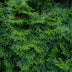 Thuja Smaragd Heckenpflanzen: 8 immergrüne Pflanzen für 1m Hecke Bild 7