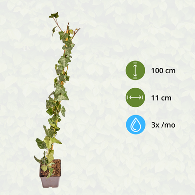 Hedera Hibernica Efeu, gestäbt, 80-100 cm