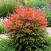 GreenboutiQ Nandina Obsessed: 2x Immergrüne Farbwunder im 17cm Topf Bild 7