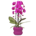 Violette Orchidee Freeride Niagara Falls + Lila Übertopf Ø12cm Bild 1