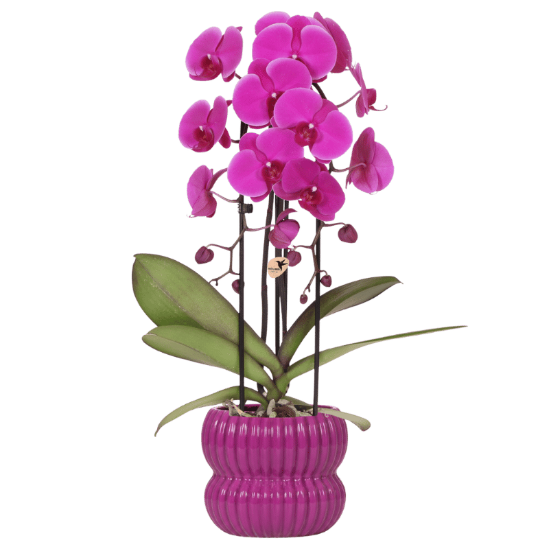 Violette Orchidee Freeride Niagara Falls + Lila Übertopf Ø12cm