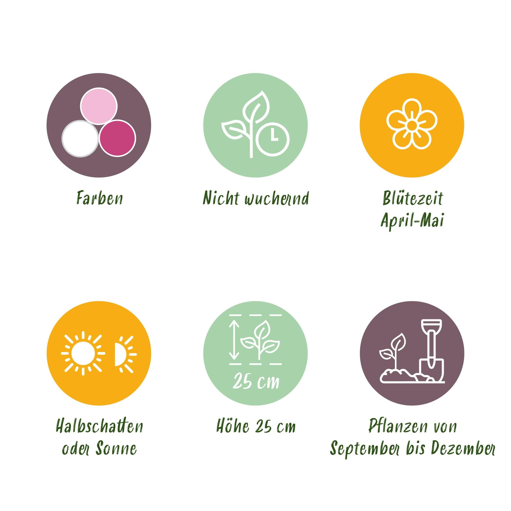 GreenboutiQ - Blumenzwiebeln - Hyacinth Pastel mix - Bulbs Hardy Perennial - Verschiedene Pastellfarben - 10 Stück - Zwiebelgröße 14/15 - XXL Pack